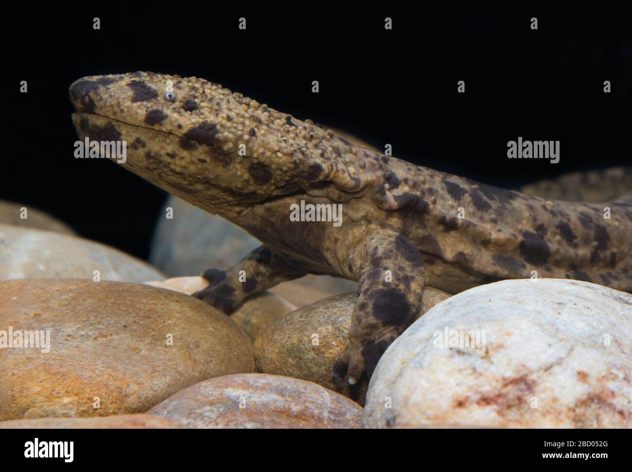 Japanese Giant Salamander. Species: japonicus,Genus: Andrias,Family: Cryptobranchidae,Order: Caudata,Class: Amphibia,Phylum: Chordata,Kingdom: Animalia,Amphibian Japanese Giant Salamander Stock Photo