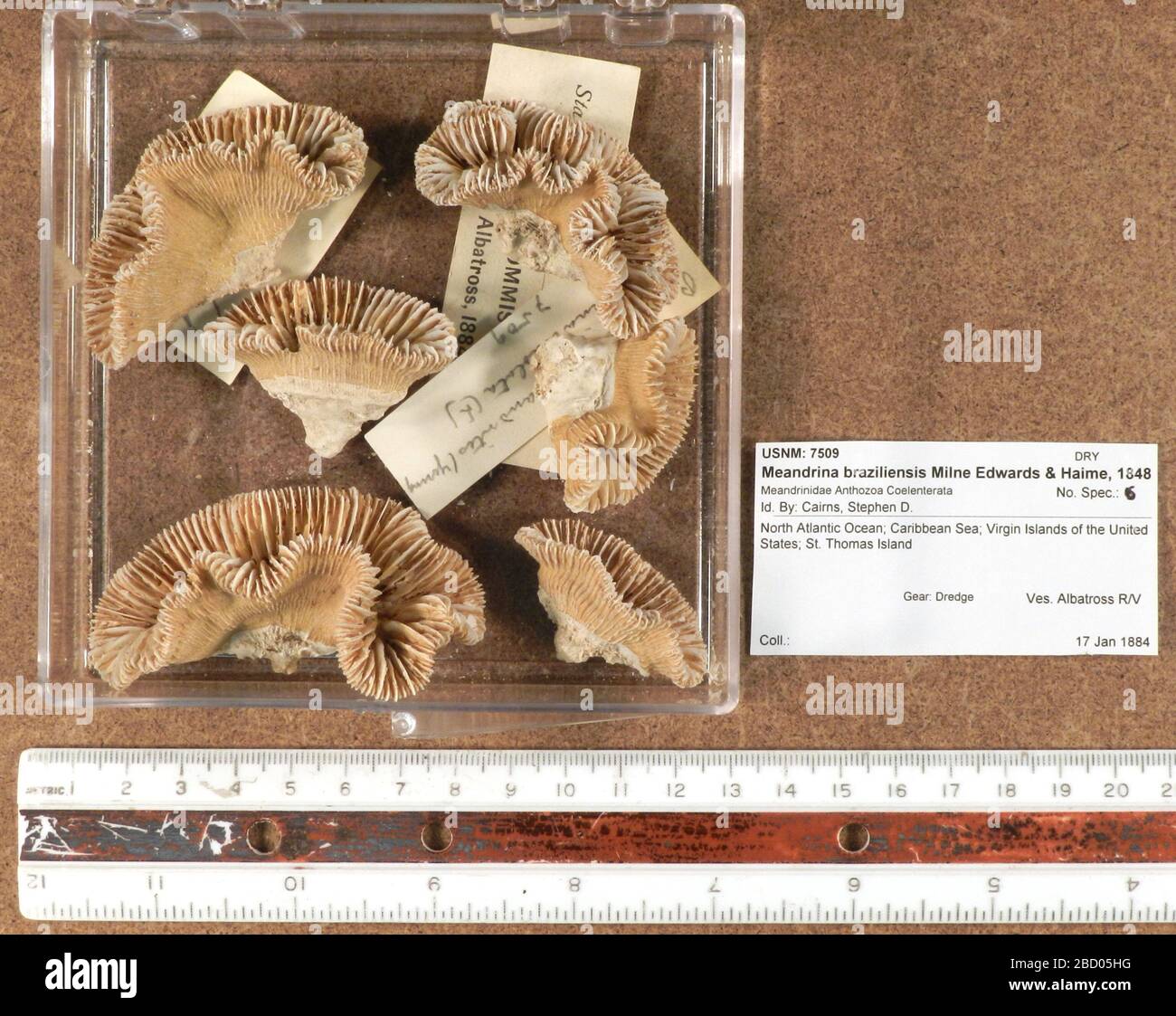 Meandrina brasiliensis. 19 Jun 2018SHORE6 Meandrina brasiliensis Stock