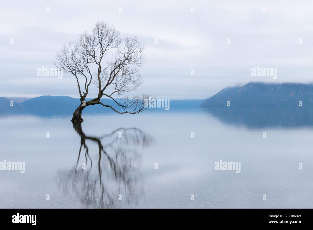 The Wanaka Tree, the most famous willow tree in Lake Wanaka New Zealand Stock Photo