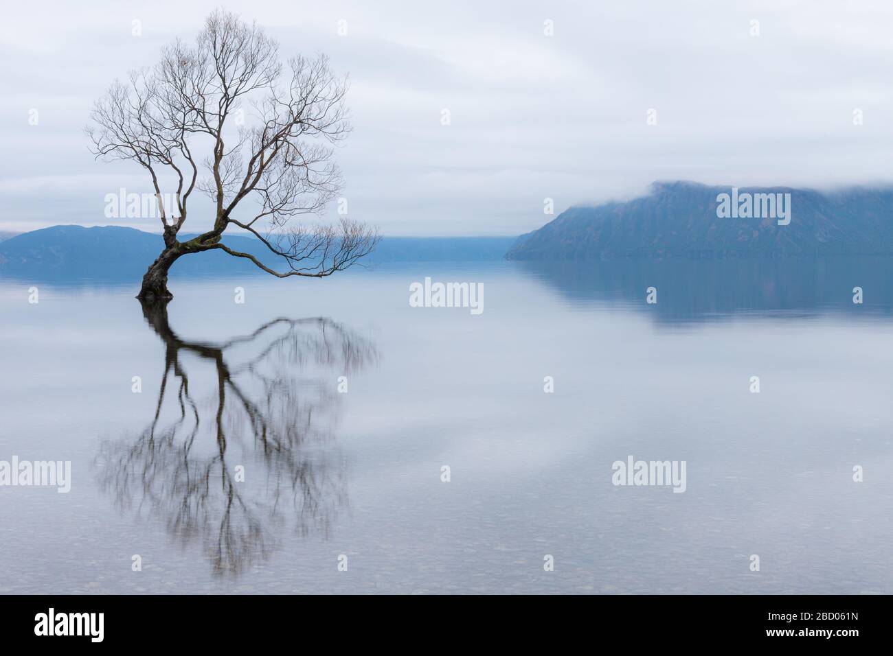 The Wanaka Tree, the most famous willow tree in Lake Wanaka New Zealand Stock Photo