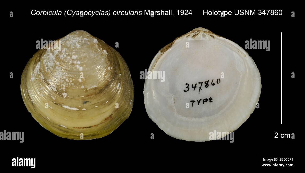 Corbicula Cyanocyclas circularis. 20 Jan 20161 Stock Photo