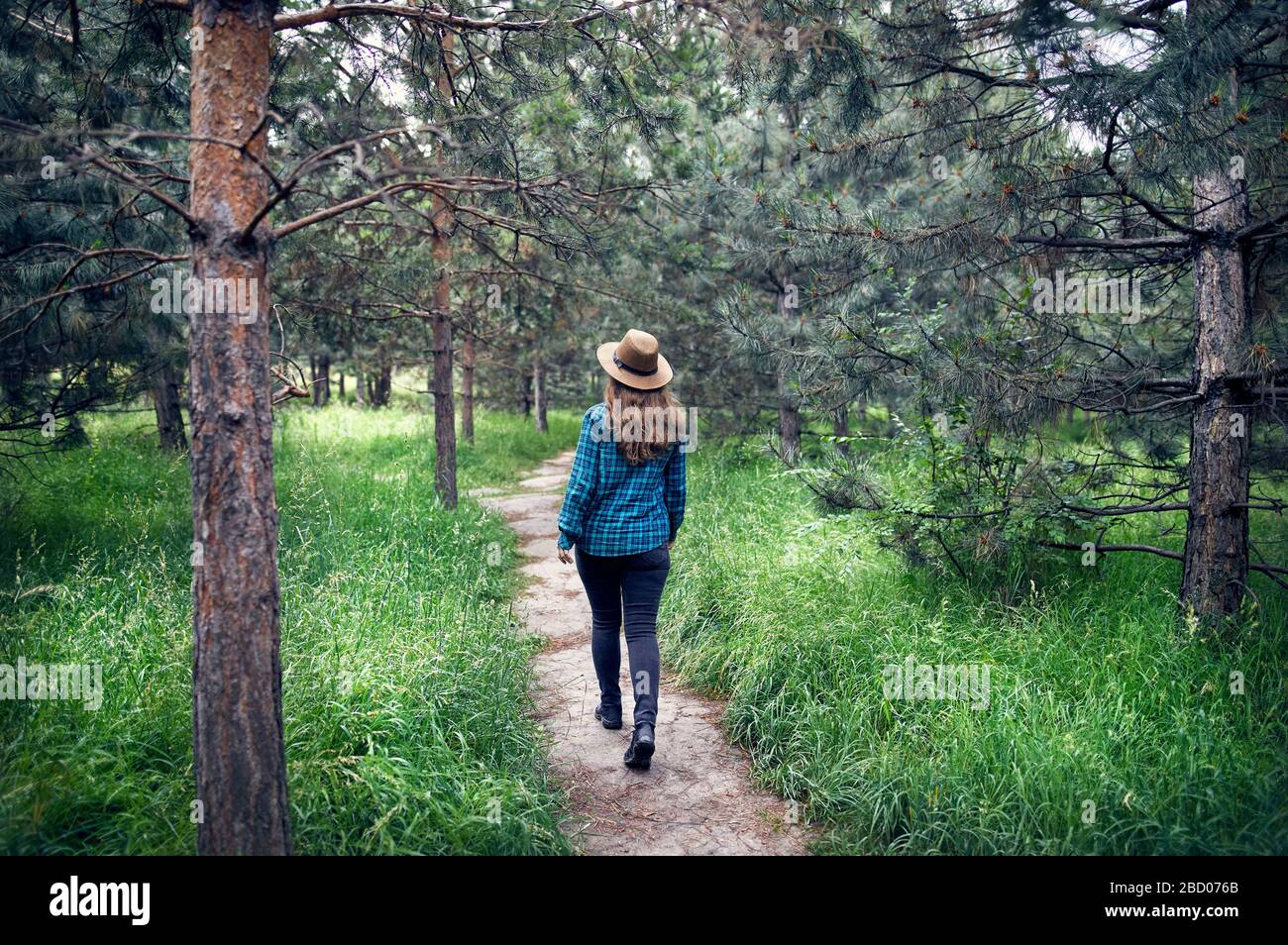 Young woman in brown hat and green checked shirt with long hair walking in the pine tree forest Stock Photo