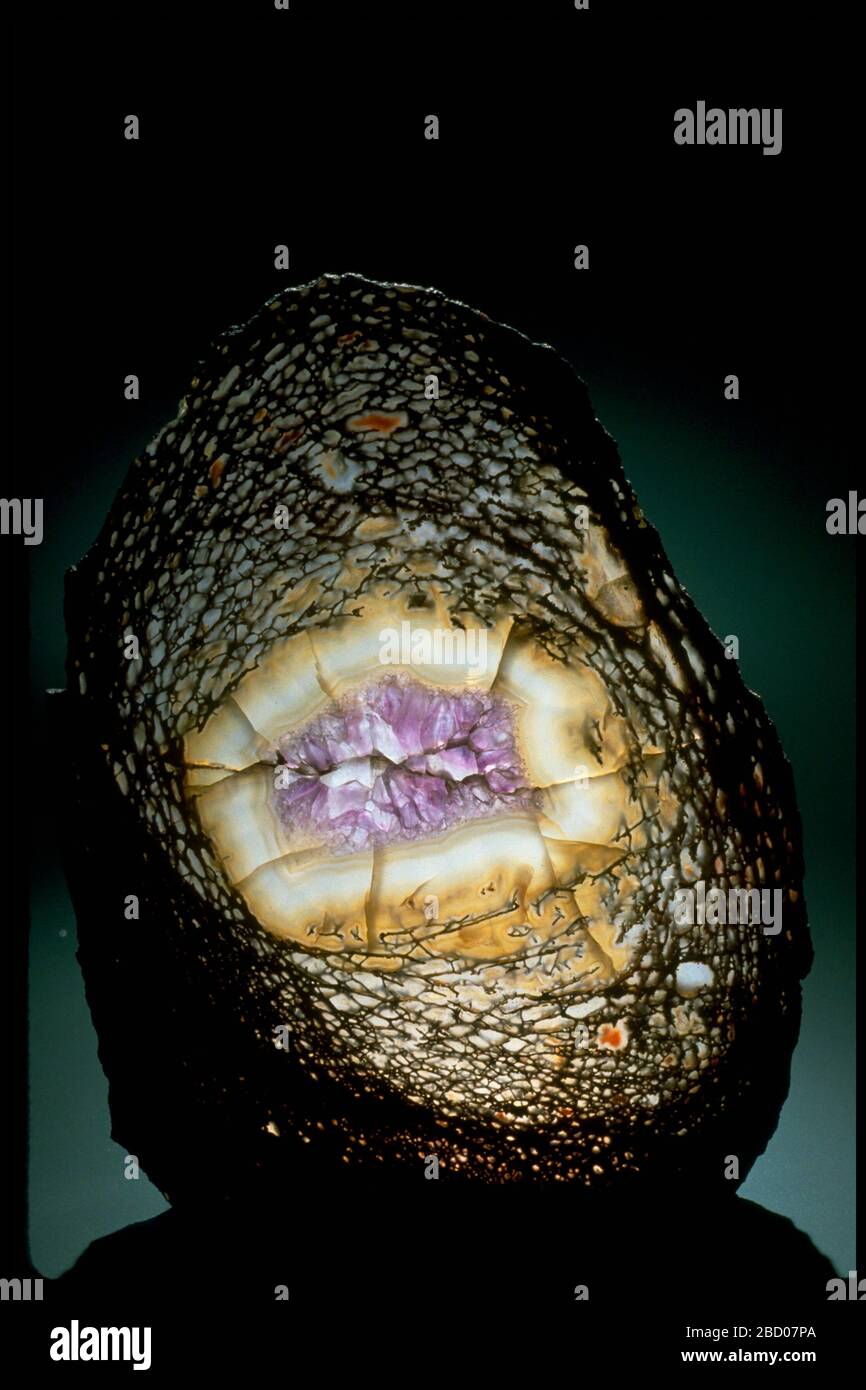 Photograph of a thin slice of agatized dinosaur bone (C6052) from the National Mineral Collection Chalcedony var agate Stock Photo