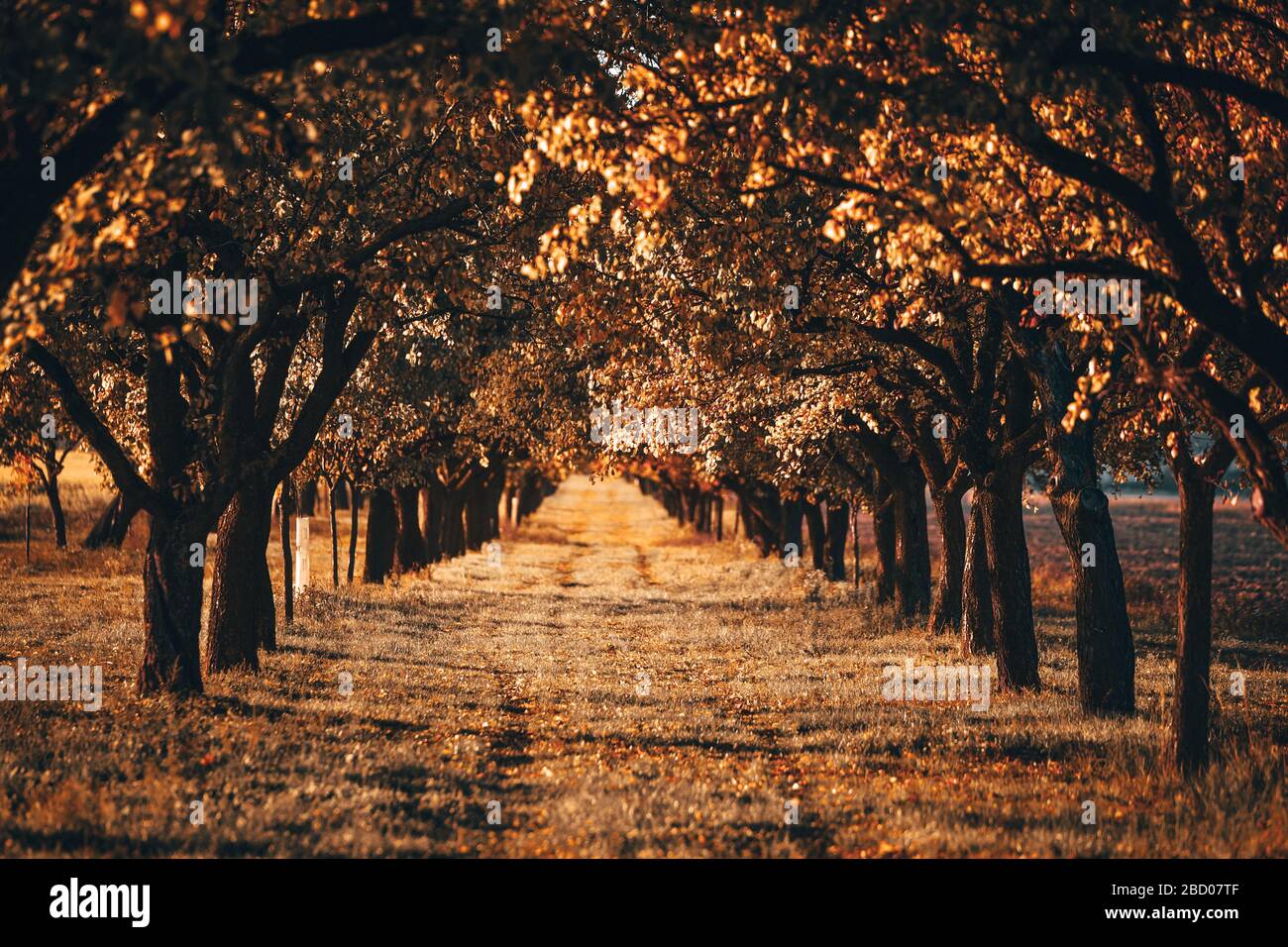 Beautiful romantic yellow alley in a park with colorful trees and ...