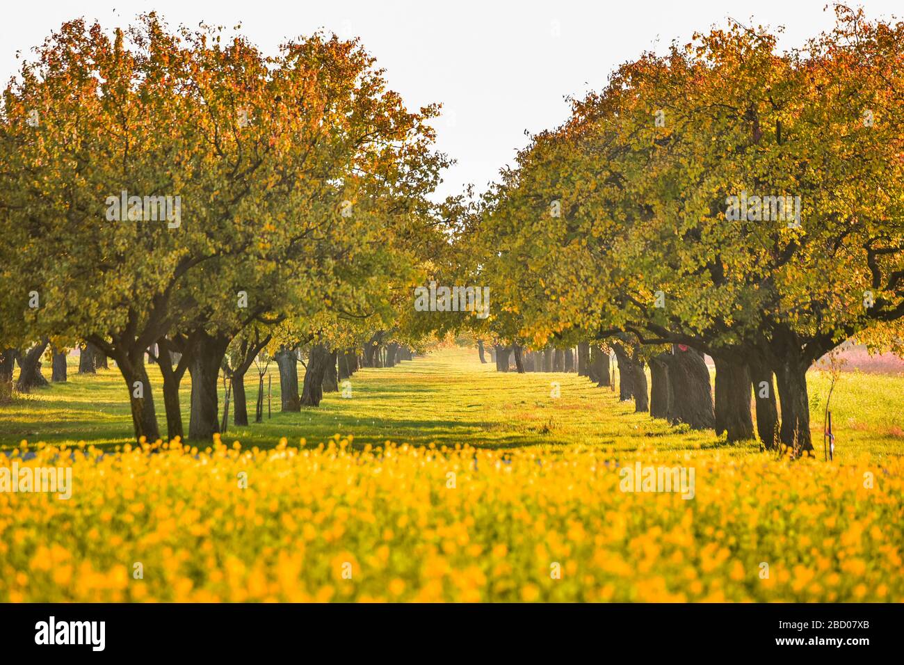 Beautiful romantic yellow alley in a park with colorful trees and ...