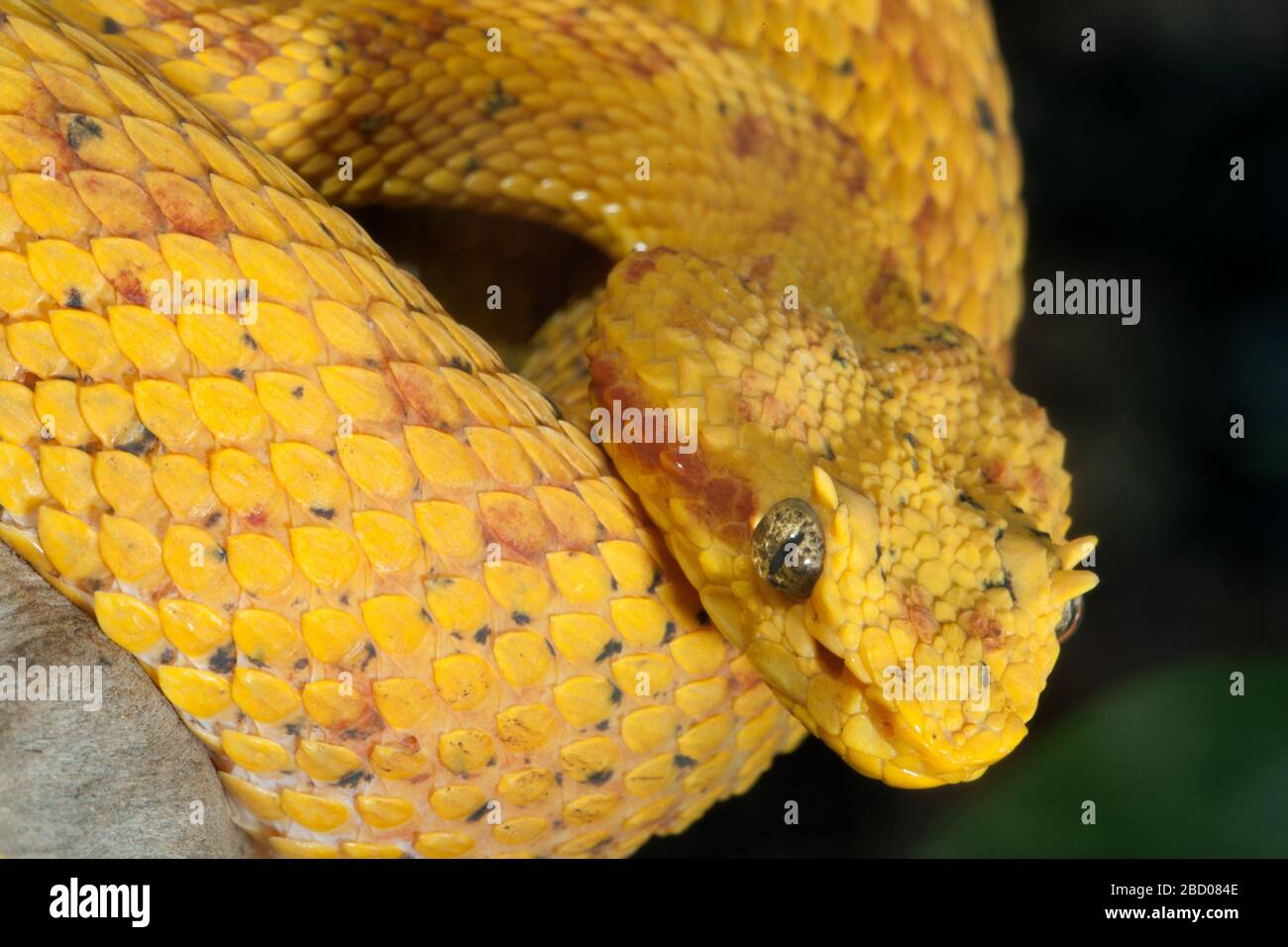Eyelash Palm Pitviper. Species schlegelii,Genus Bothriechis,Family
