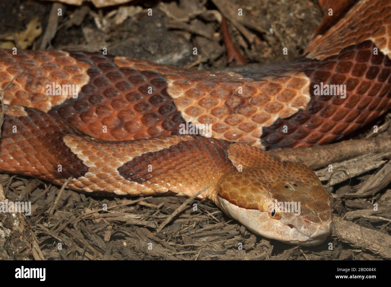 Copperhead. Species contortrix,Genus Agkistrodon,Family Viperidae