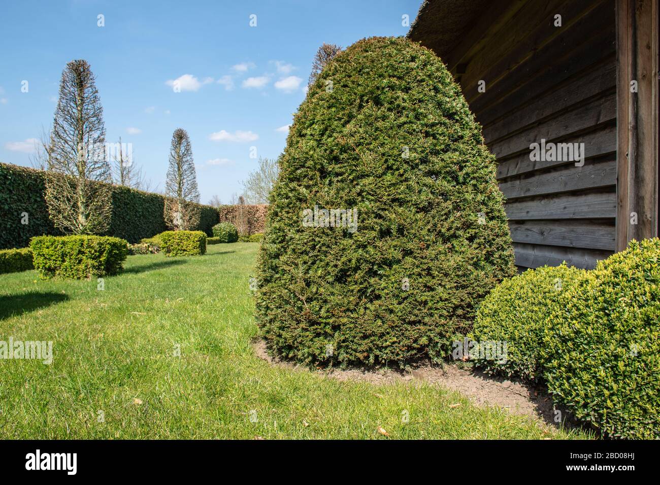 Taxus baccata. Evergreen trimmed coniferous tree in Belgian garden. Stock Photo