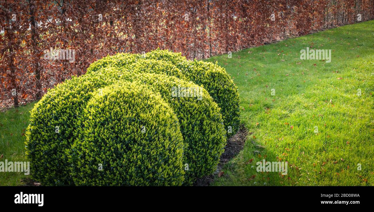 A trimmed evergreen cloud shape boxwood plant in garden. Buxus Sempervirens. Stock Photo