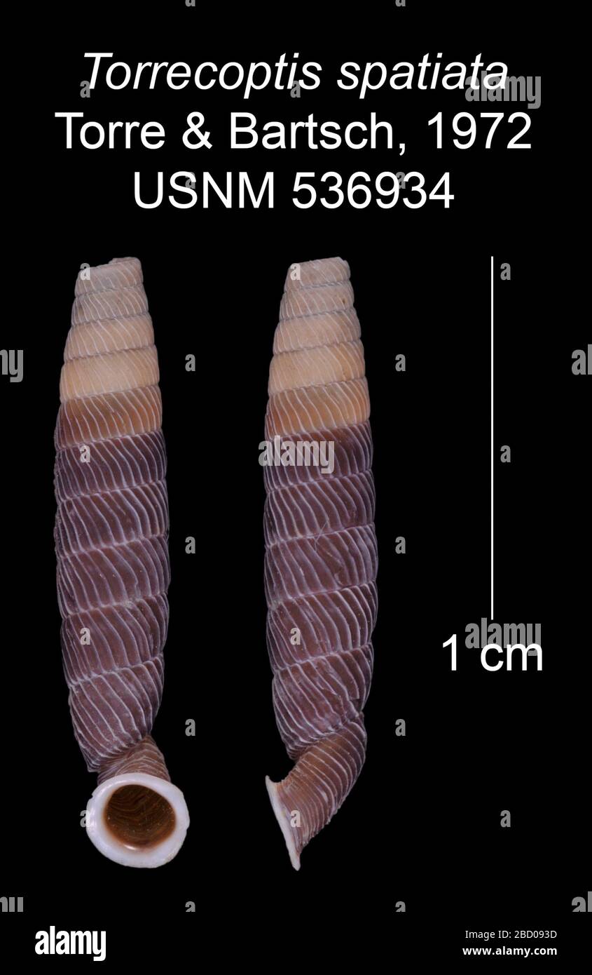 Torrecoptis spatiata. label say it is a holotype, figured type [see Torre & Bartsch 2008 book]27 Oct 20161 Torrecoptis spatiata Stock Photo