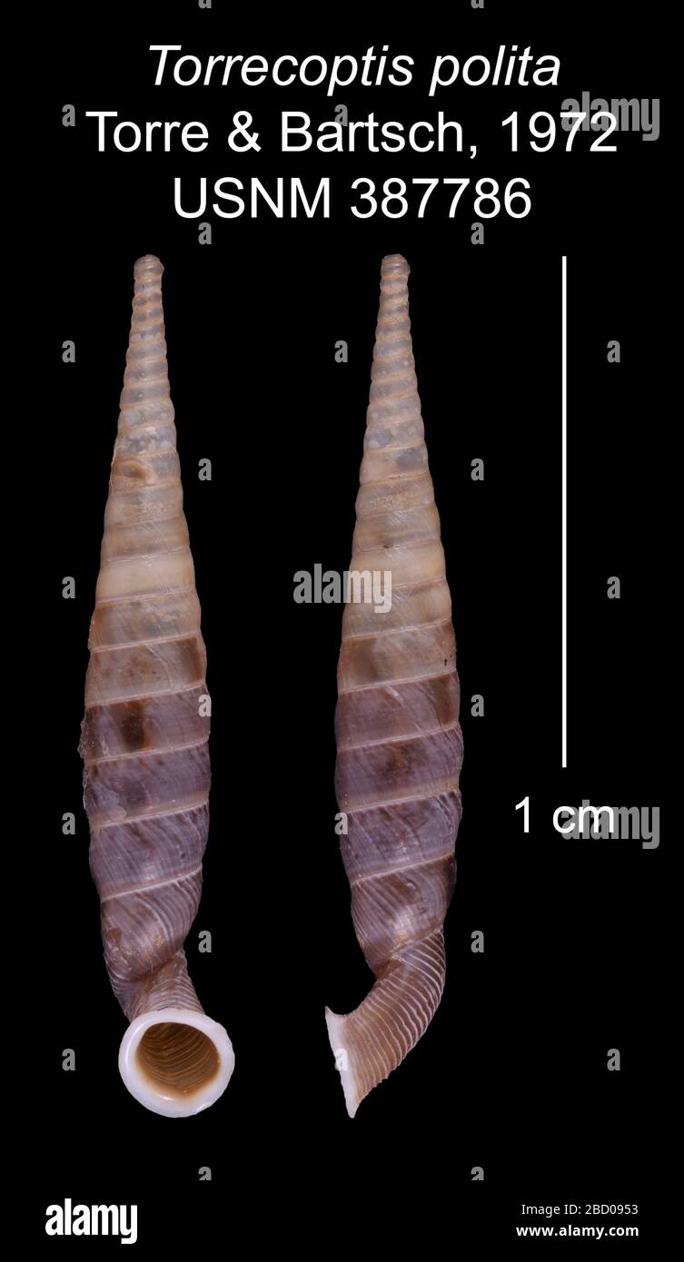 Torrecoptis polita. Label calls it a holotype. W.R. Bacon Scholarship. figured type [see Torre & Bartsch 2008 book]31 Oct 20171 Torrecoptis polita Stock Photo