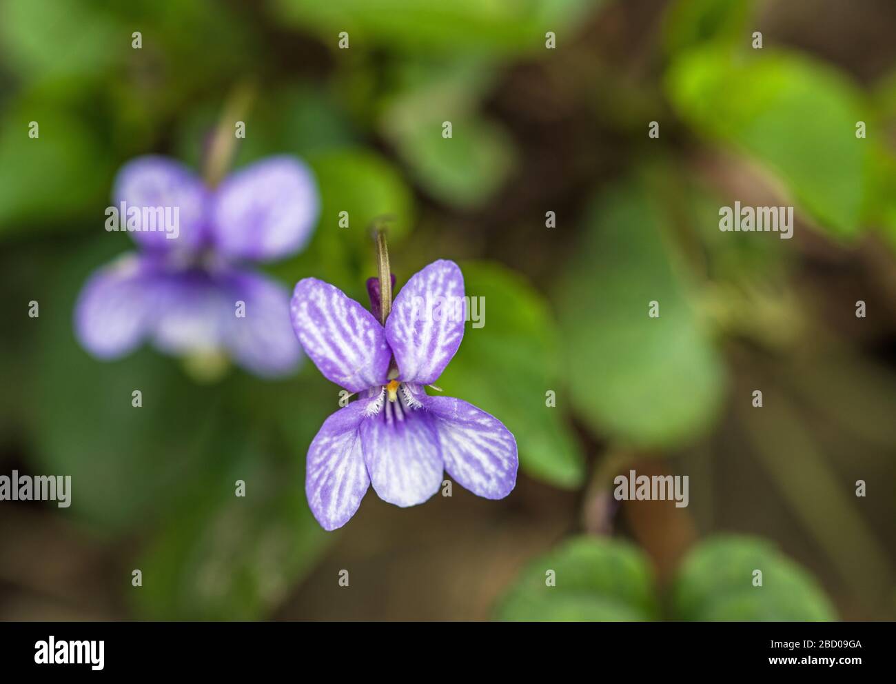 A small violet coloured flower growing in woodland and hedgerows. This one was in a woodland and photographed in Spring. Stock Photo