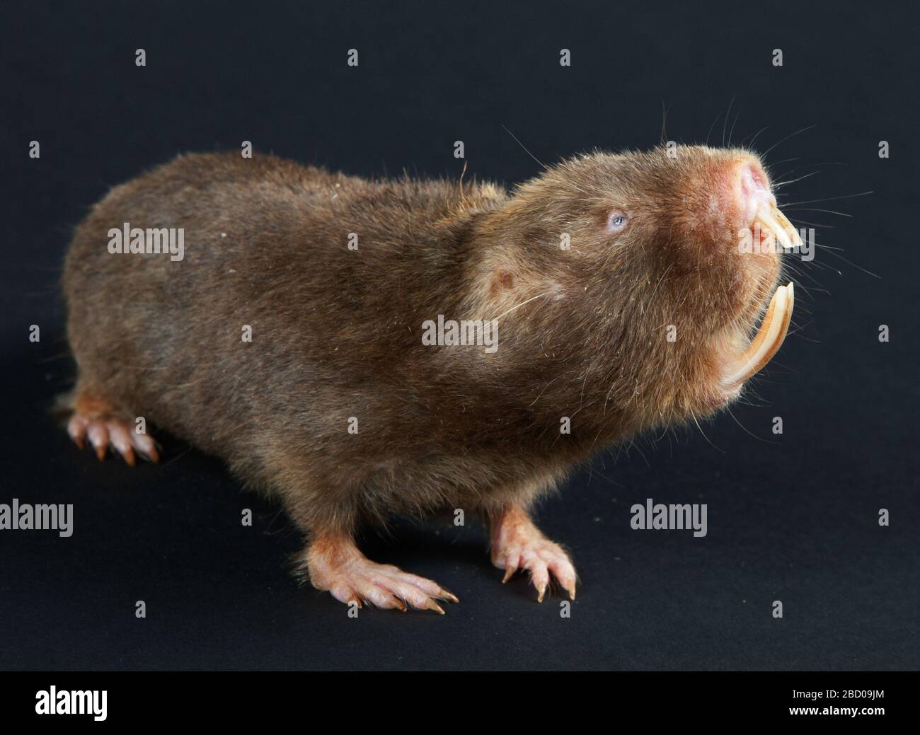 Damaraland Molerat. Species: damarensis,Genus: Cryptomys,Family: Bathyergidae,Order: Rodentia,Class: Mammalia,Phylum: Chordata,Kingdom: Animalia,Mole-rat,Damaraland Mole-rat,Rodent,SMH,Small Mammal House,horizontal Damaraland Molerat Stock Photo