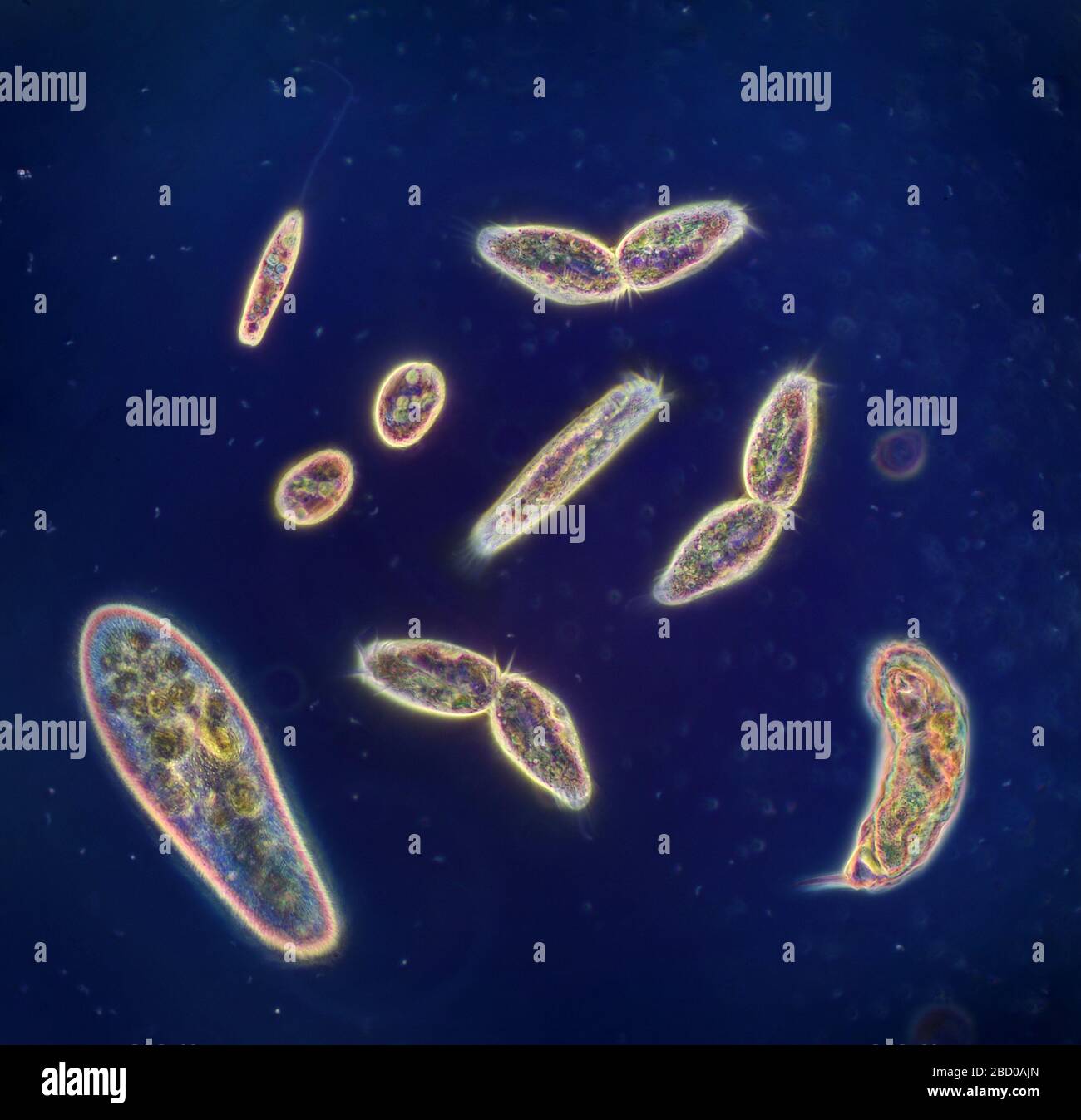 Protozoa Diversity Image, Image License