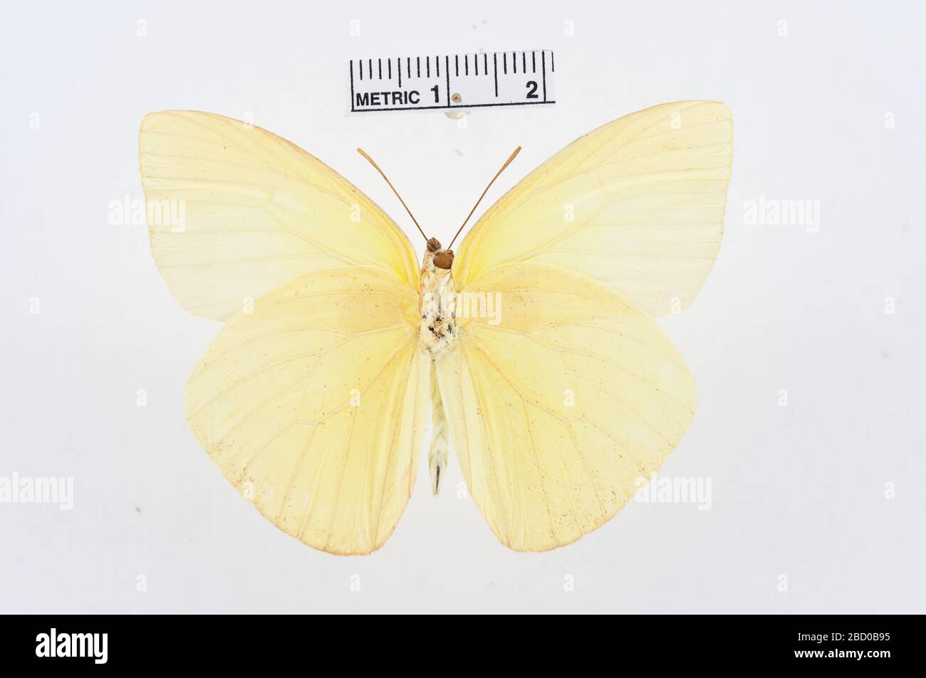 Aphrissa statira. 14 Jul 20161 Aphrissa statira Stock Photo Alamy