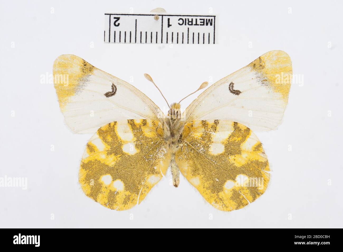 Zegris eupheme. 14 Jul 20161 Zegris eupheme Stock Photo Alamy