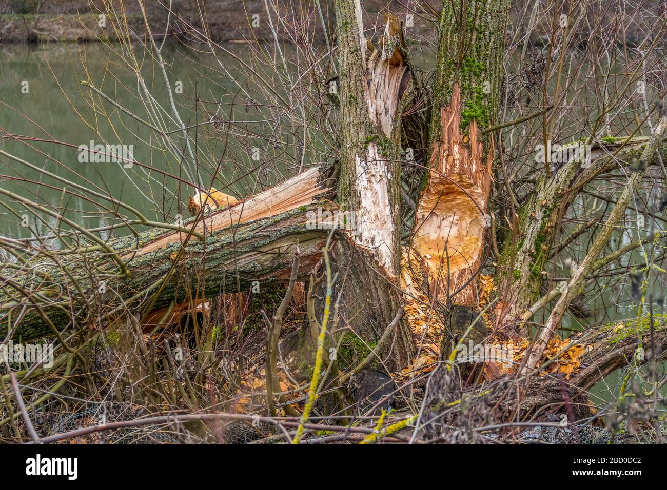 Gnawed bush hi-res stock photography and images - Alamy