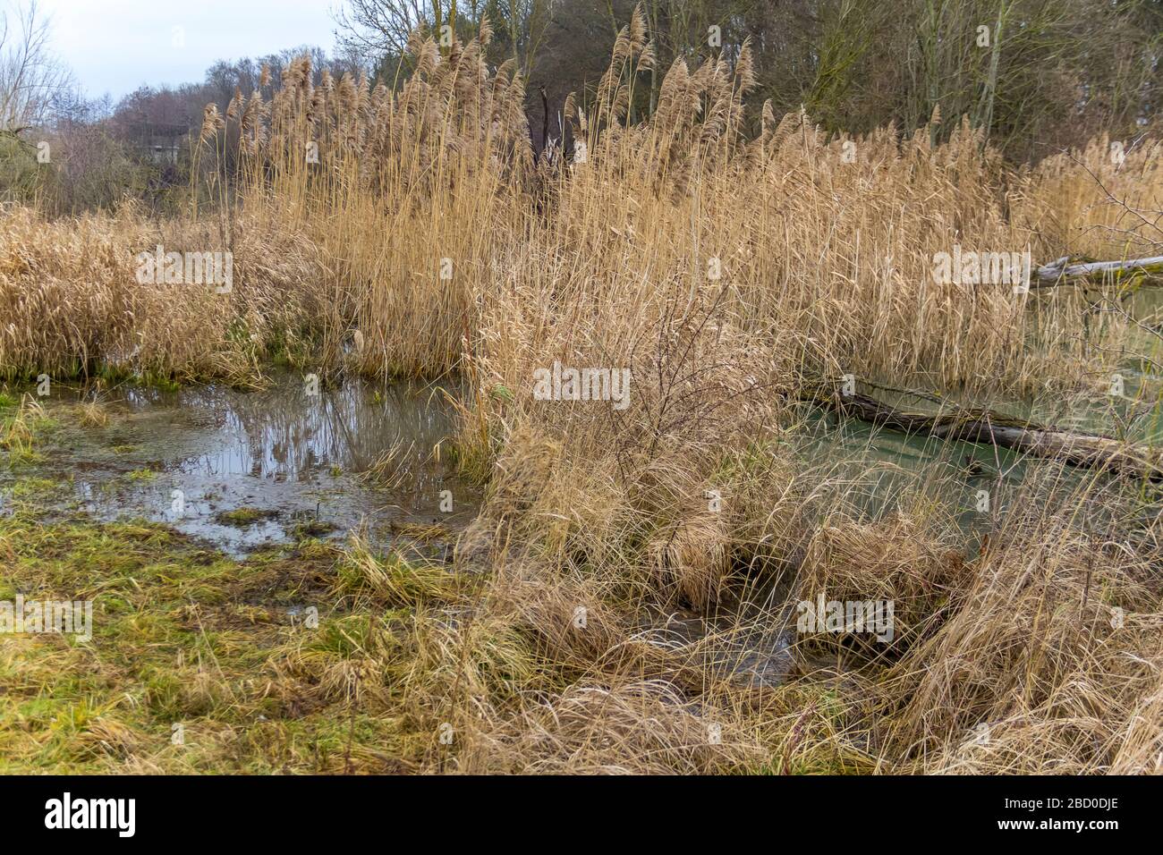 wetland scenery made by castors seen in Southern Germany Stock Photo ...