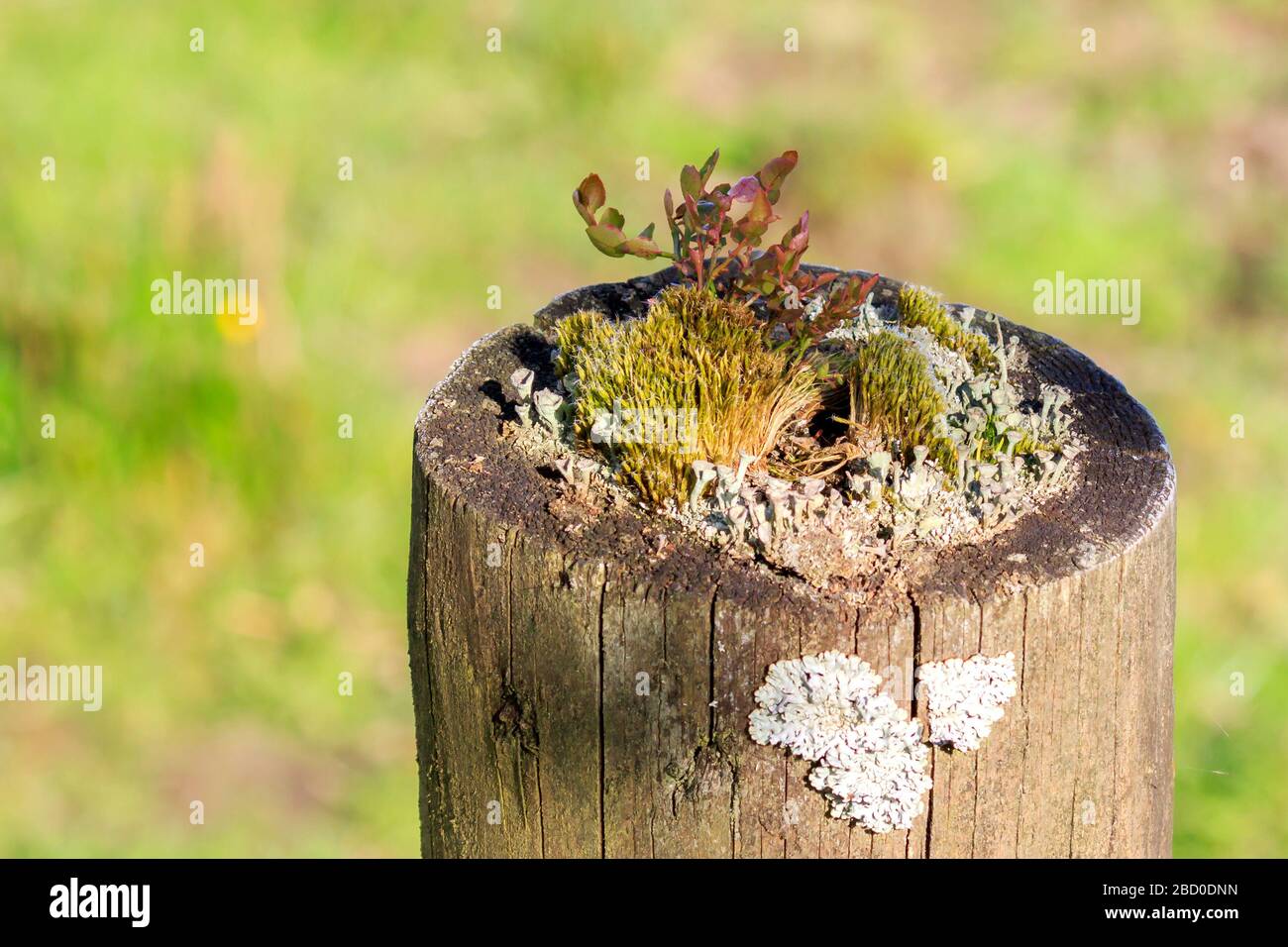 Oasis of Fungus growing on the top of a wooden fence post Stock Photo