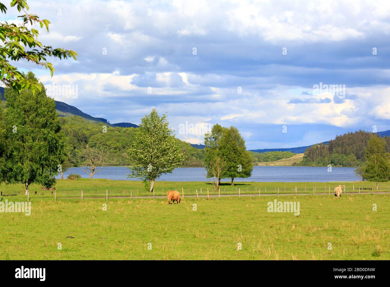 View over a Scottish meadow with Loch Achray in the distance Stock Photo