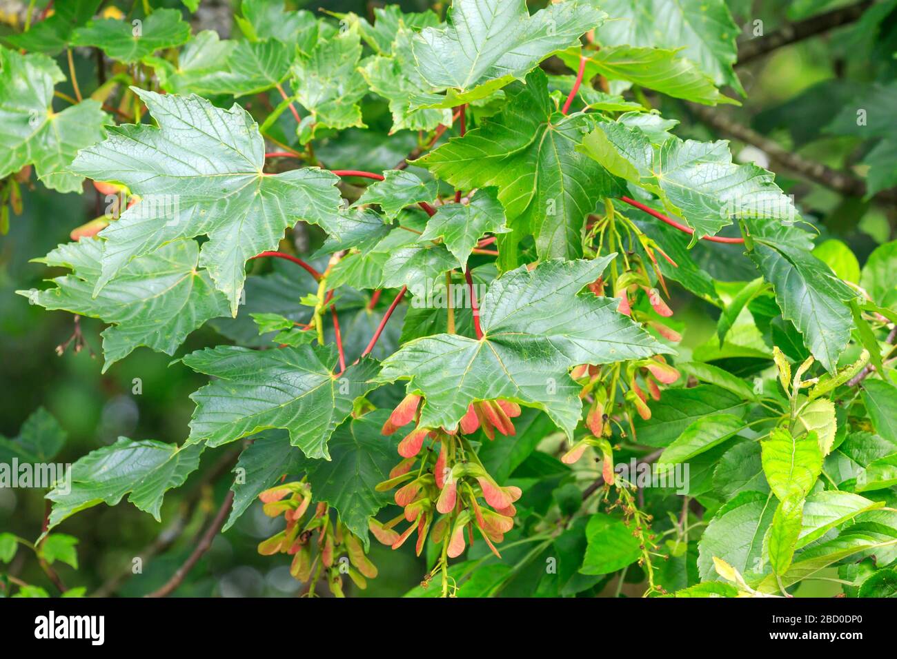Sycamore seed pods hires stock photography and images Alamy