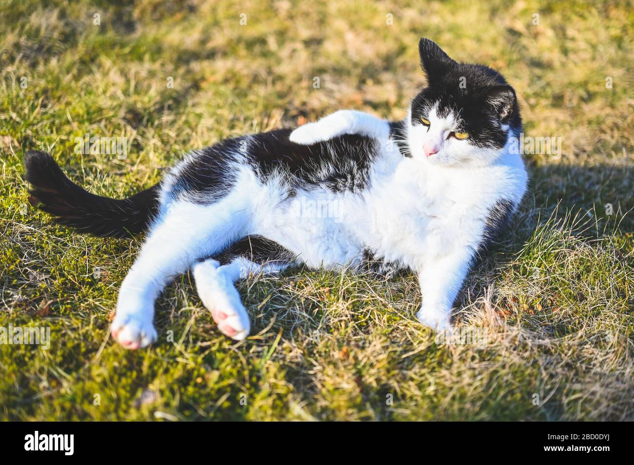 black and white cat lying on grass Stock Photo - Alamy