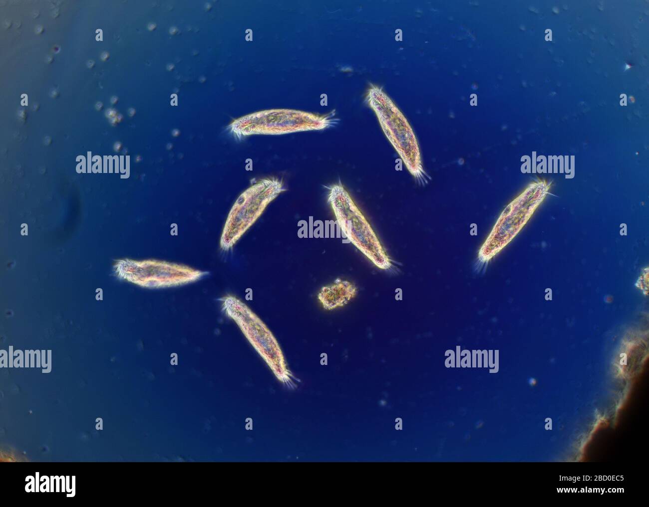 Protozoan diversity in a garden pond, Hypotrichs Stock Photo - Alamy