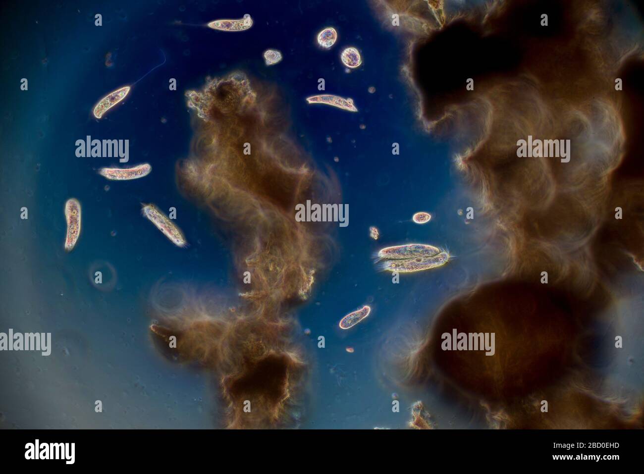 Pondlife, protozoa diversity Stock Photo - Alamy