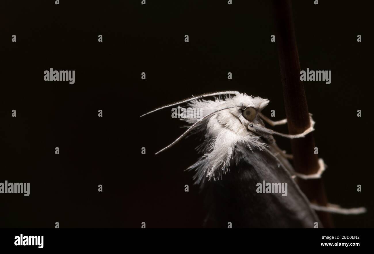 Hairy faced moth on blade of grass Stock Photo