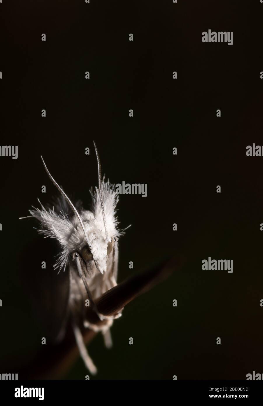 Hairy faced moth on blade of grass Stock Photo