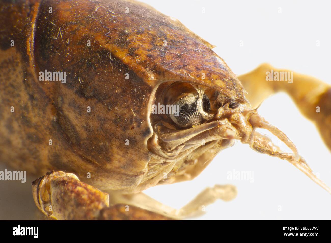 macro shot showing the head of a small crayfish Stock Photo