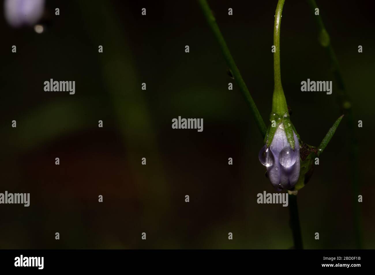Rain drops on purple flower looks like eyes Stock Photo Alamy