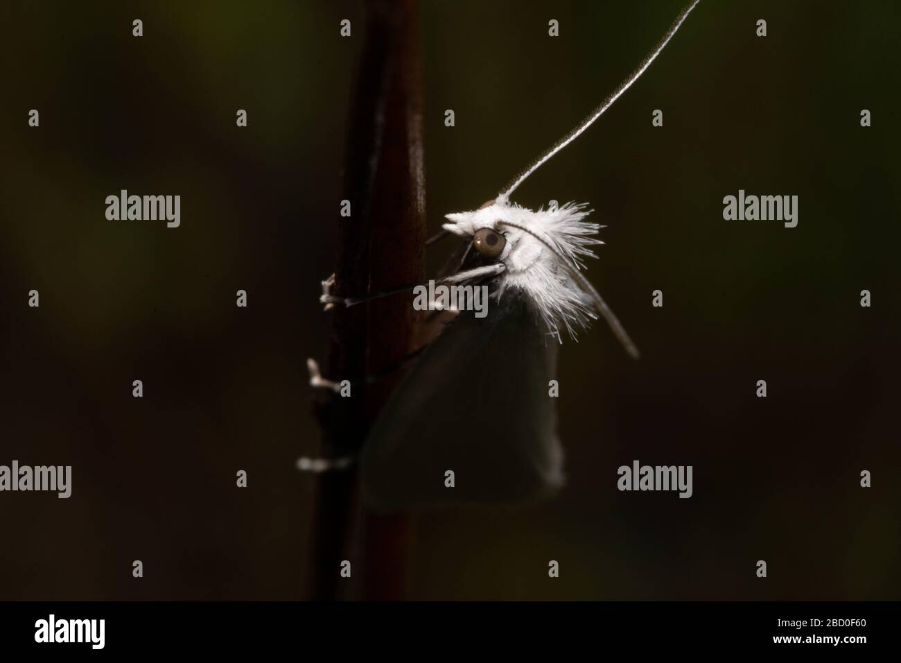 Hairy faced moth on blade of grass Stock Photo