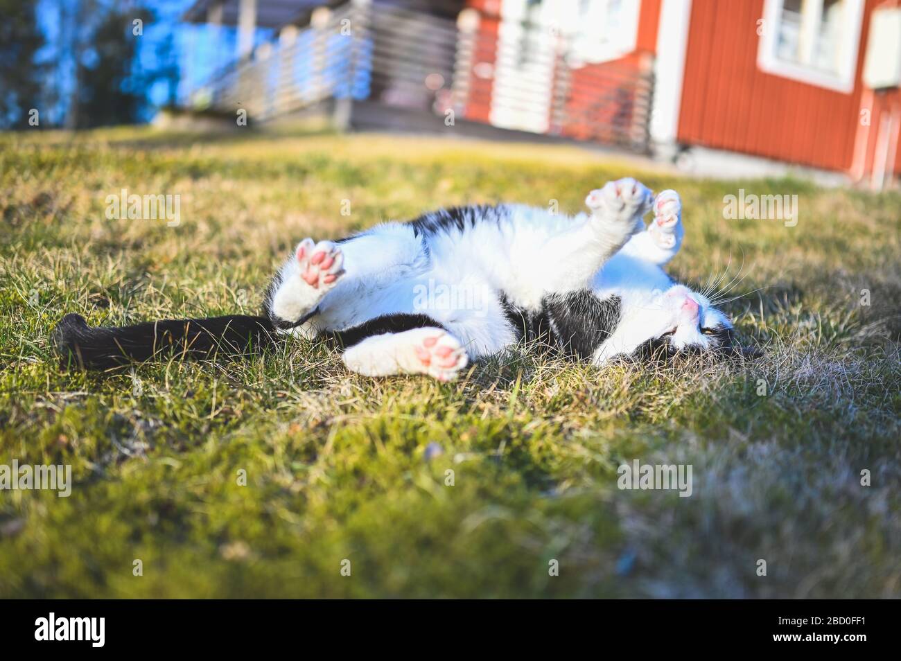 black and white cat lying on grass Stock Photo - Alamy