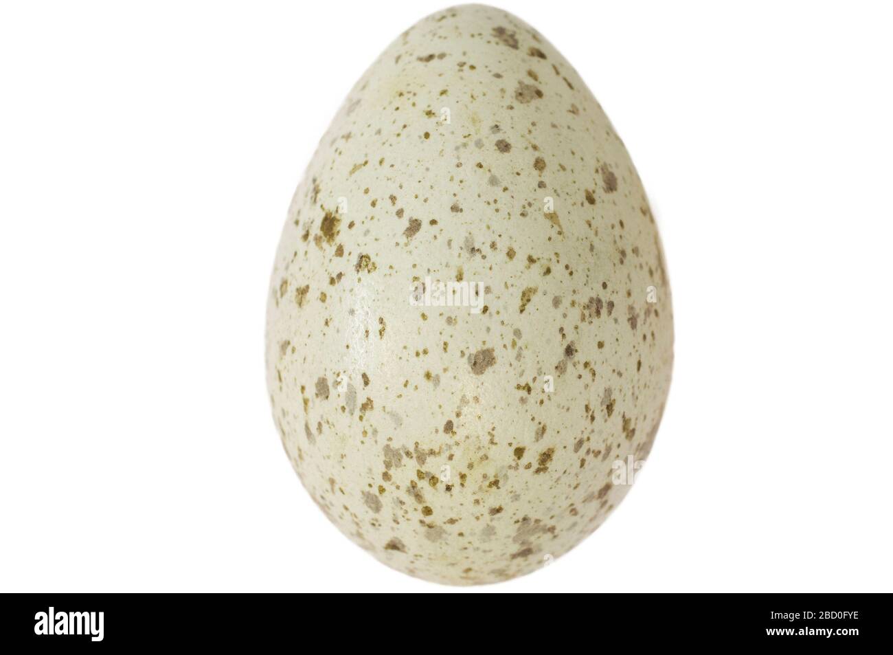 magpiepedals Electric Egg