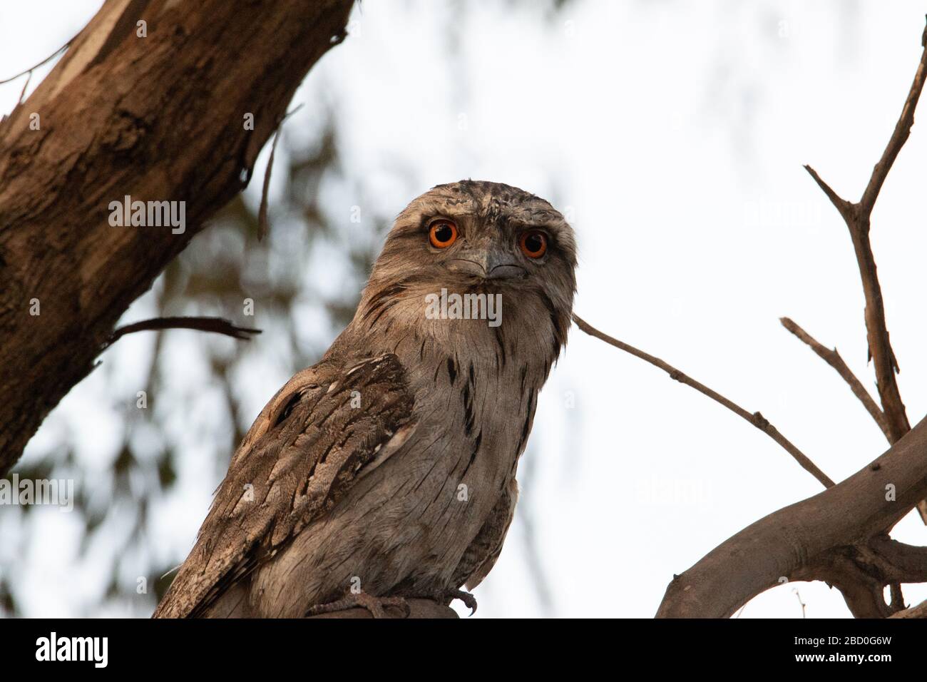 Tawny frogmouth perched on a branch in the daytime Stock Photo