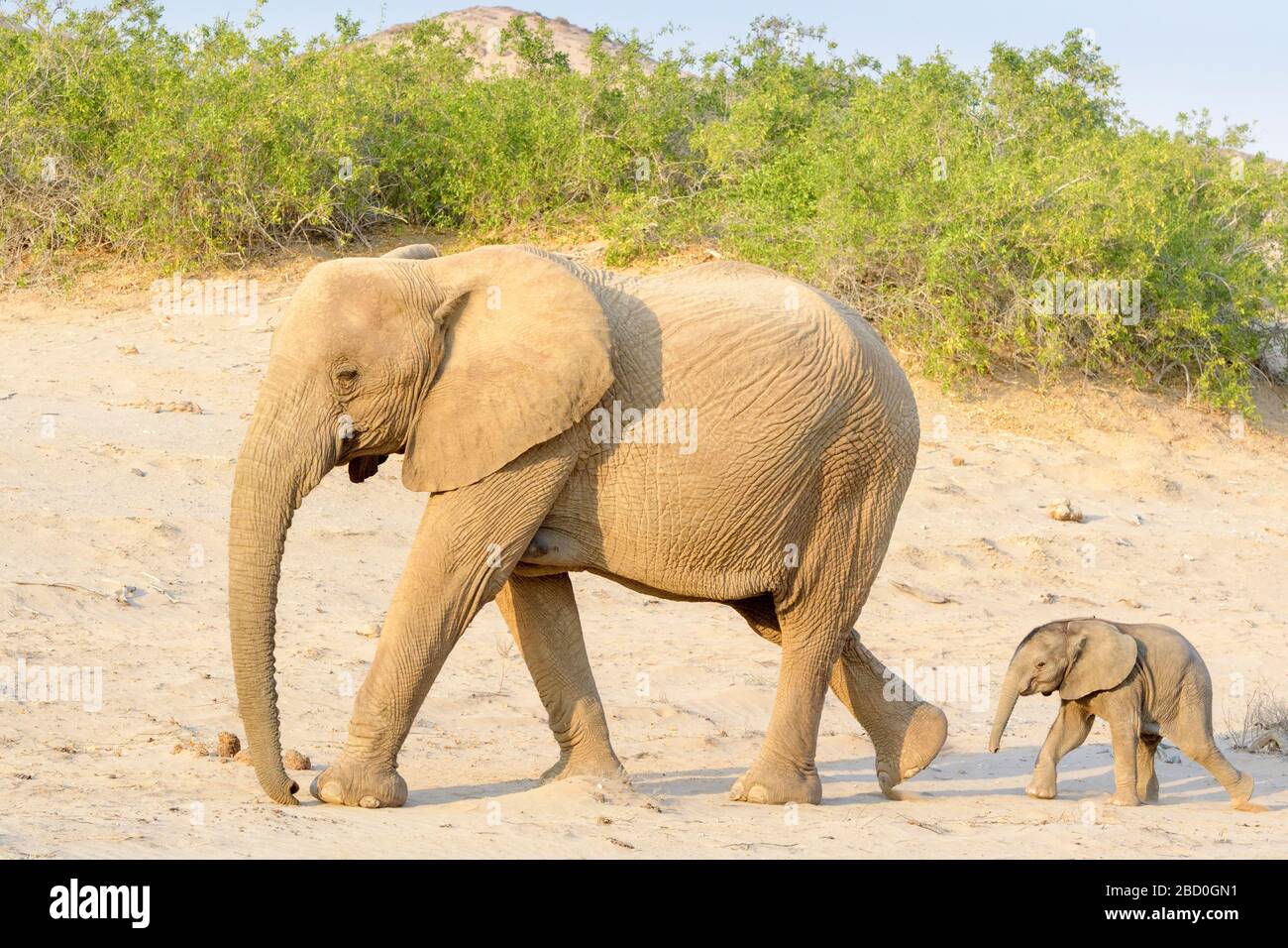 African Elephant (Loxodonta africana), desert-adapted elephant mother with calf, walking in dry riverbed, Hoanib desert, Kaokoland, Namibia. Stock Photo