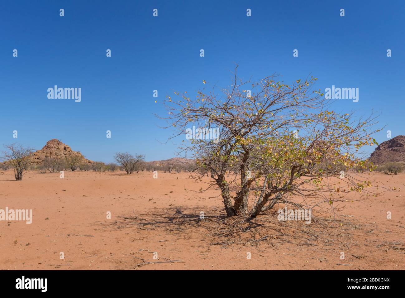 Vegetation in desert landscape, Damaraland, Namibia. Stock Photo
