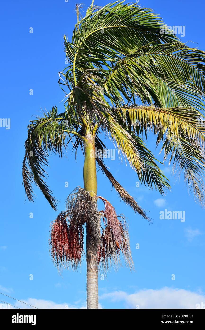 Tall palm tree with clusters of tiny red round fruit and branches bent by wind. Stock Photo