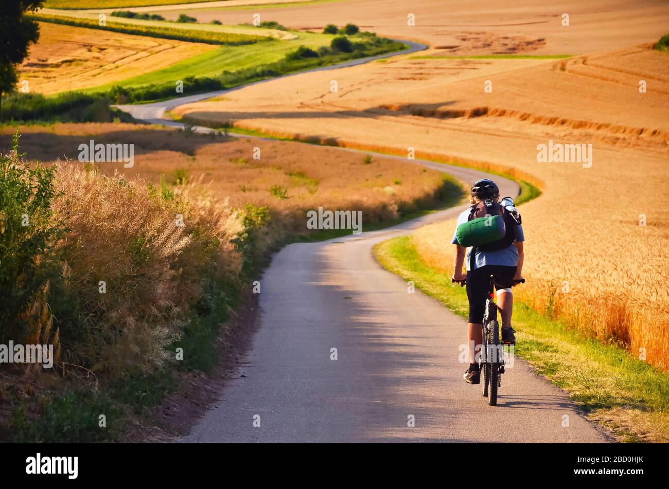 Biker riding on cycling road through summer agricultural fields which are full of gold wheat Stock Photo