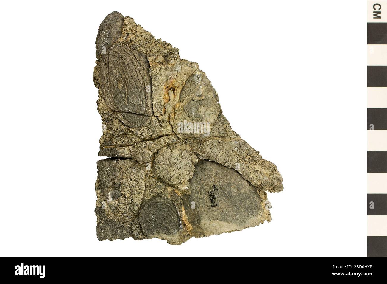 Fossil algae hires stock photography and images Alamy