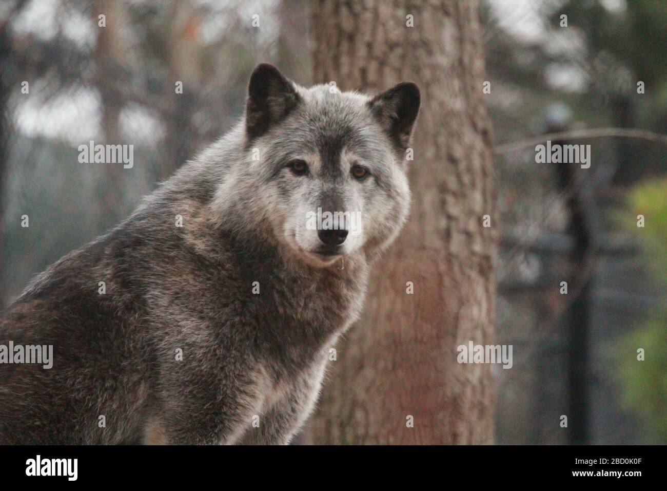 Gray Wolf. Species: lupus,Genus: Canis,Family: Canidae,Order: Carnivora,Class: Mammalia,Phylum: Chordata,Kingdom: Animalia,Gray Wolf,Wolf,Canine,AMT,American Trail,Coby Gray Wolf Stock Photo