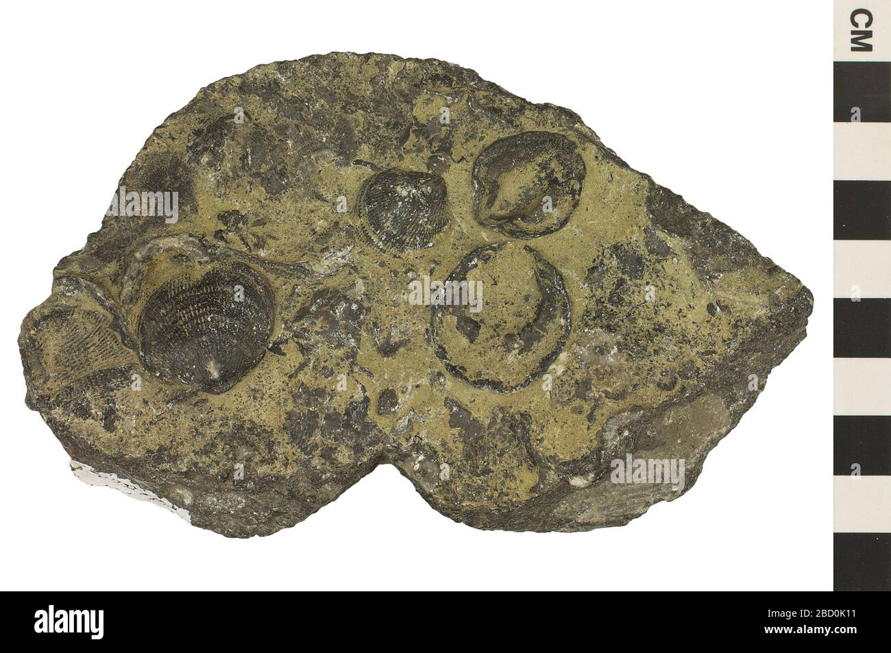 Sedimentary Rock Fossiliferous Limestone. EO 045468 Sedimentary Rock ...