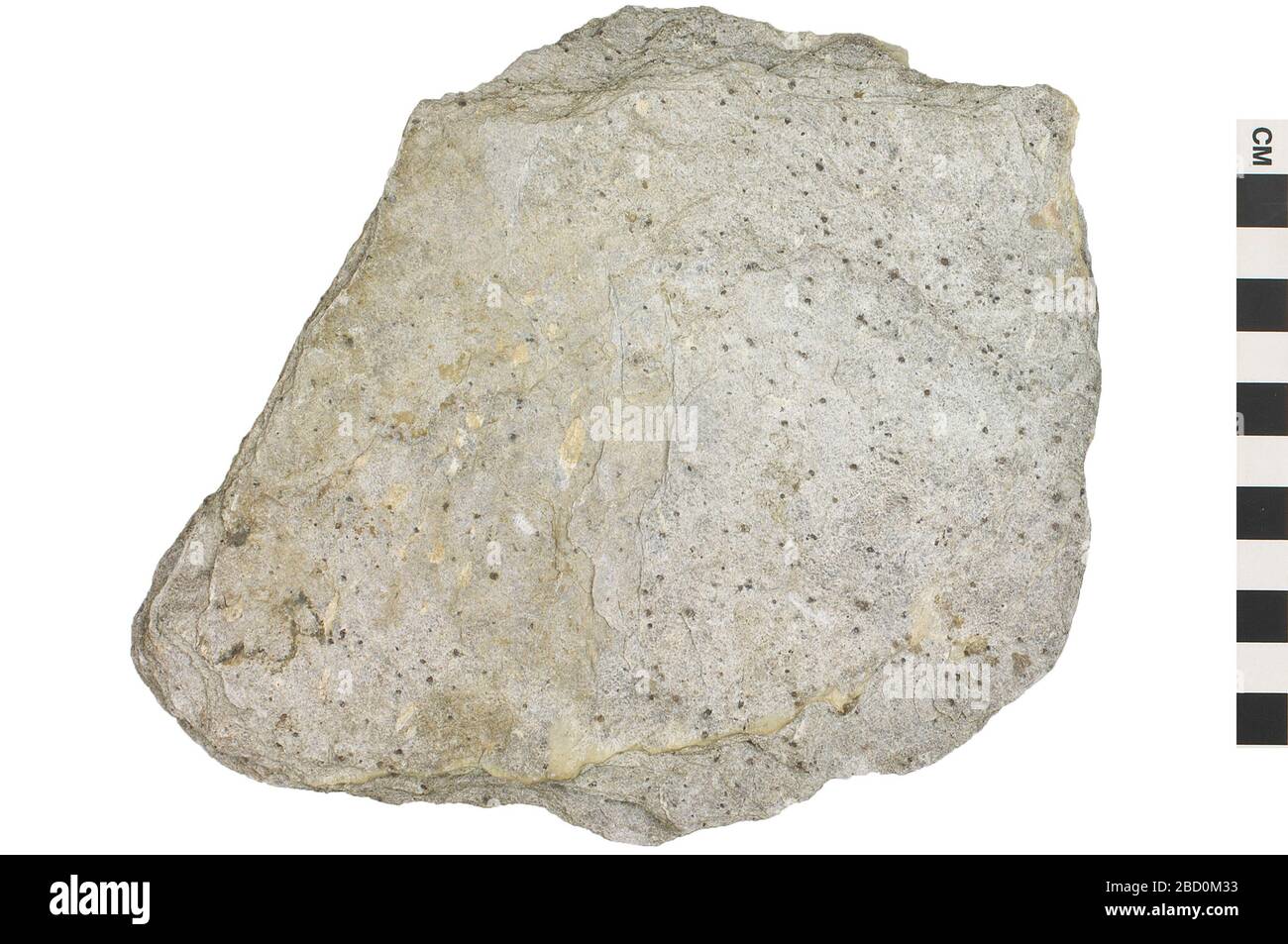 Sedimentary Rock QuartzMica Schist. EO 045490 Sedimentary Rock Chlorite