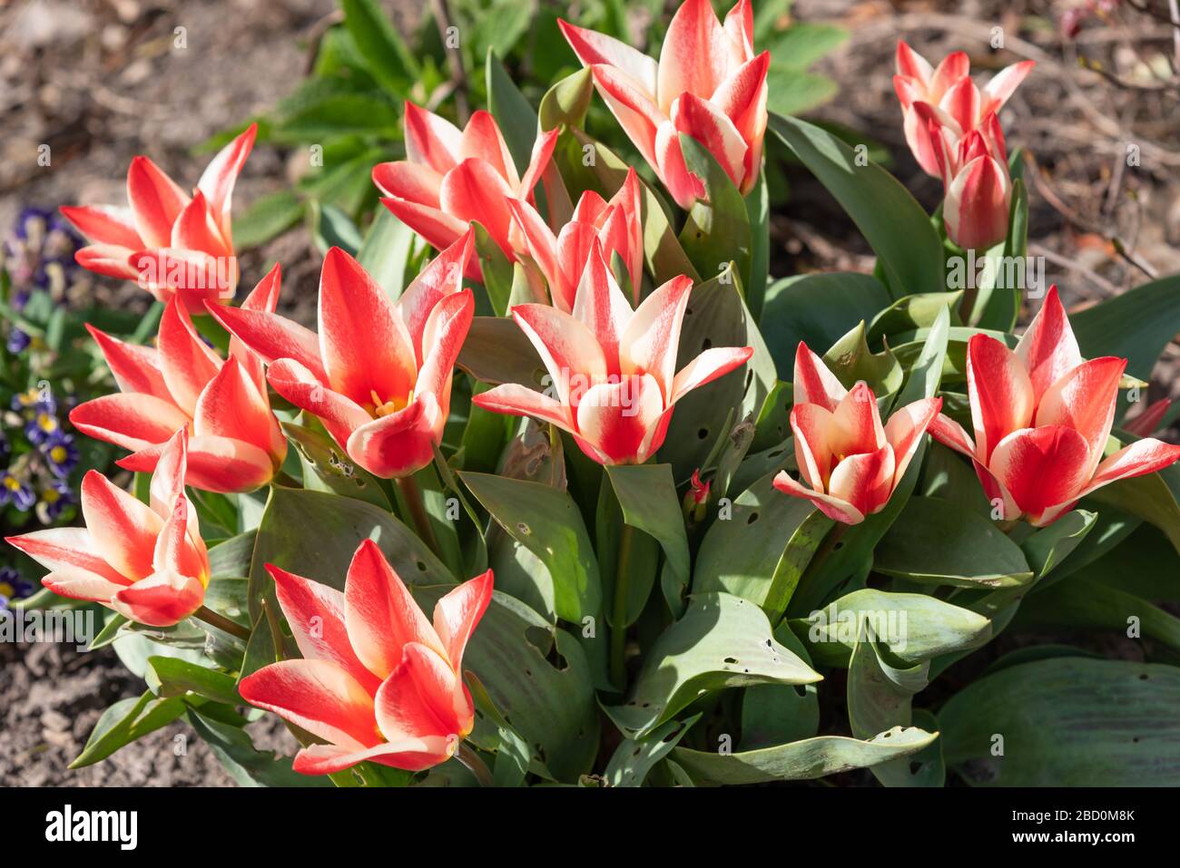 Tulip 'Pinocchio' in bloom Stock Photo