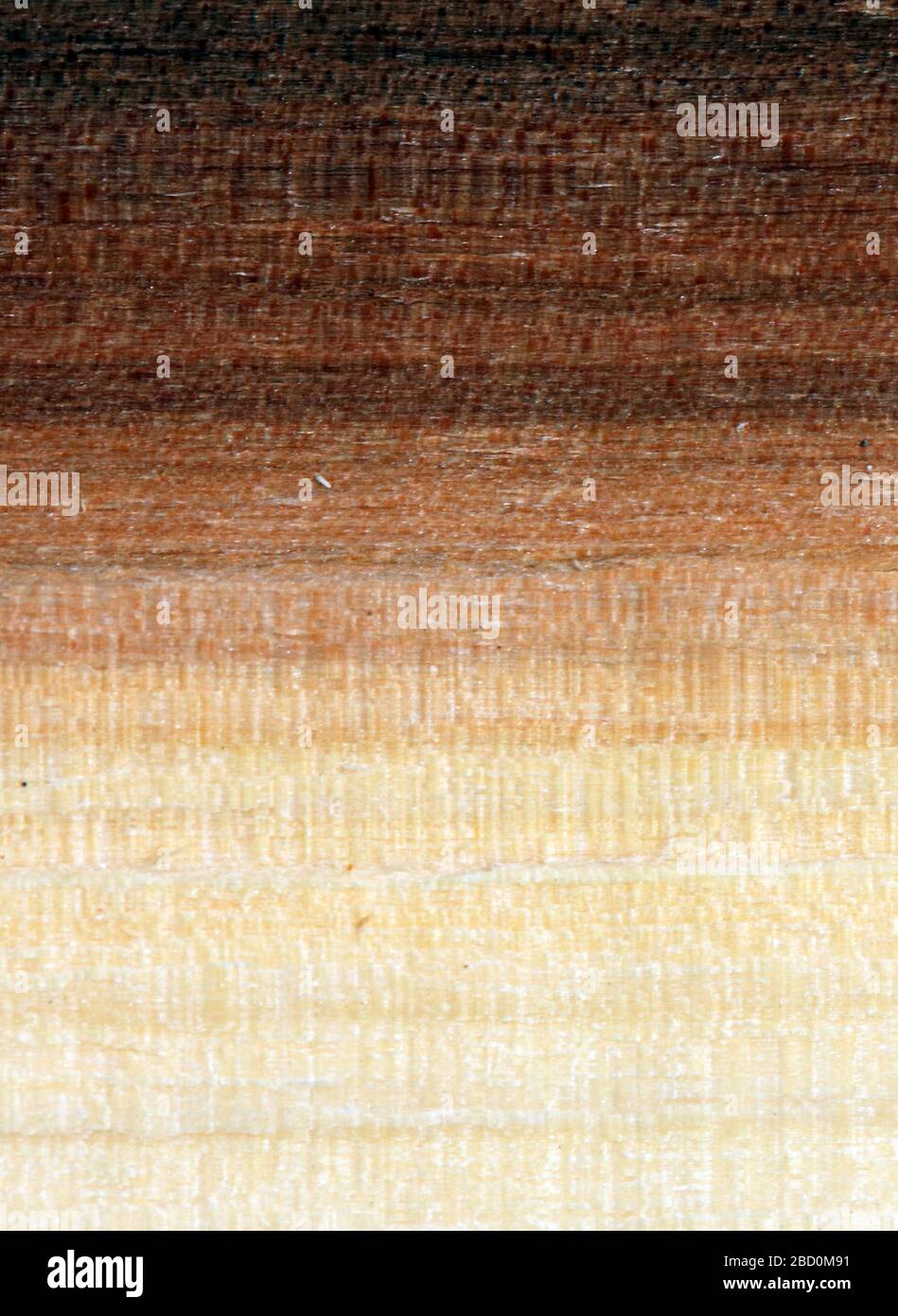 Wood texture. Super long walnut planks texture background.Texture element Stock Photo