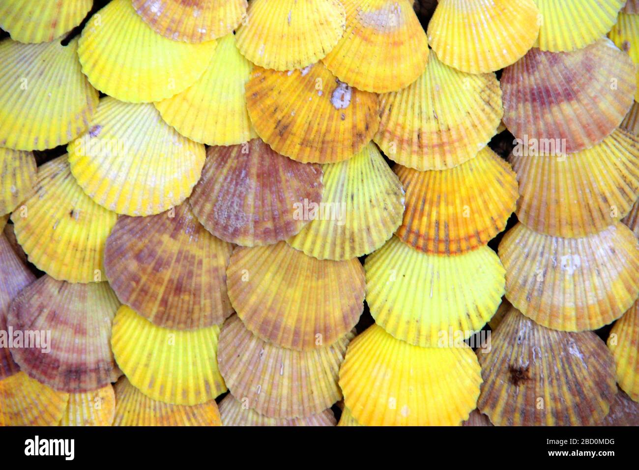 Shells Ridges Yellow Pecten shell hi-res stock photography and images - Alamy
