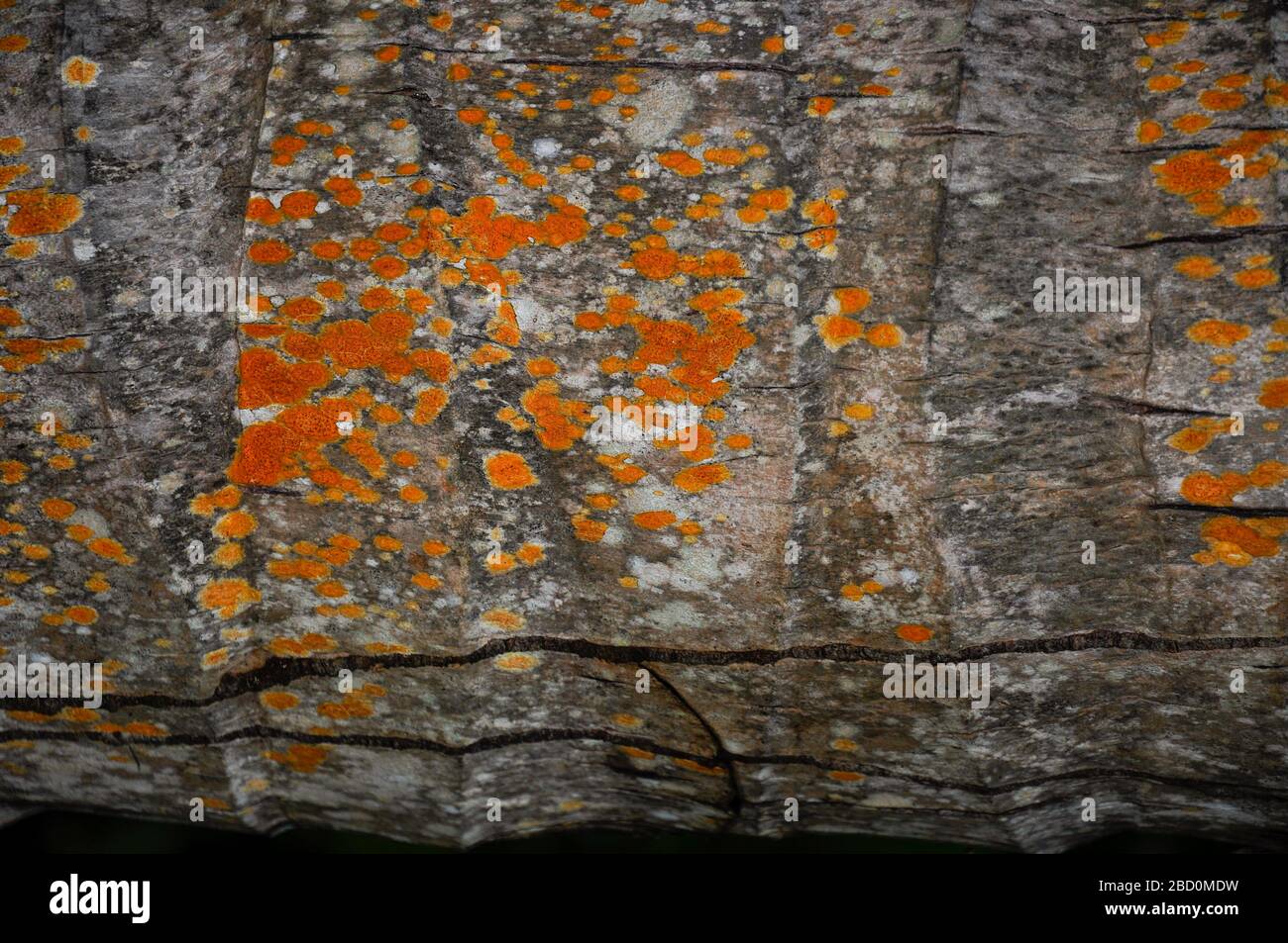 Palm tree bark close-up with orange lichen Stock Photo
