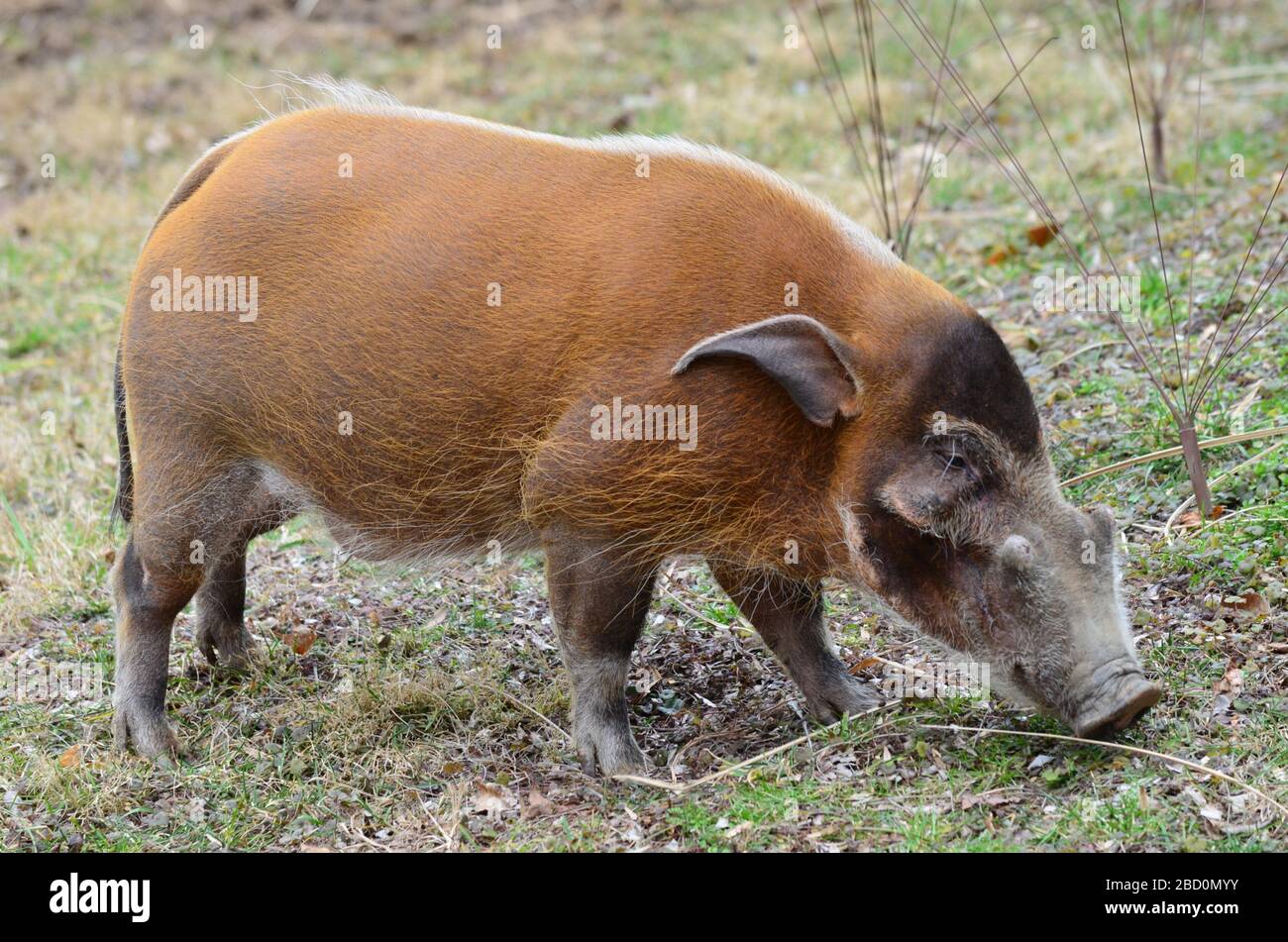 Свиньи в африке. Речная кистеухая свинья. Африканская кистеухая (Речная) свинья. Кистеухая порода свиней. Кистеухая свинья поросенок.