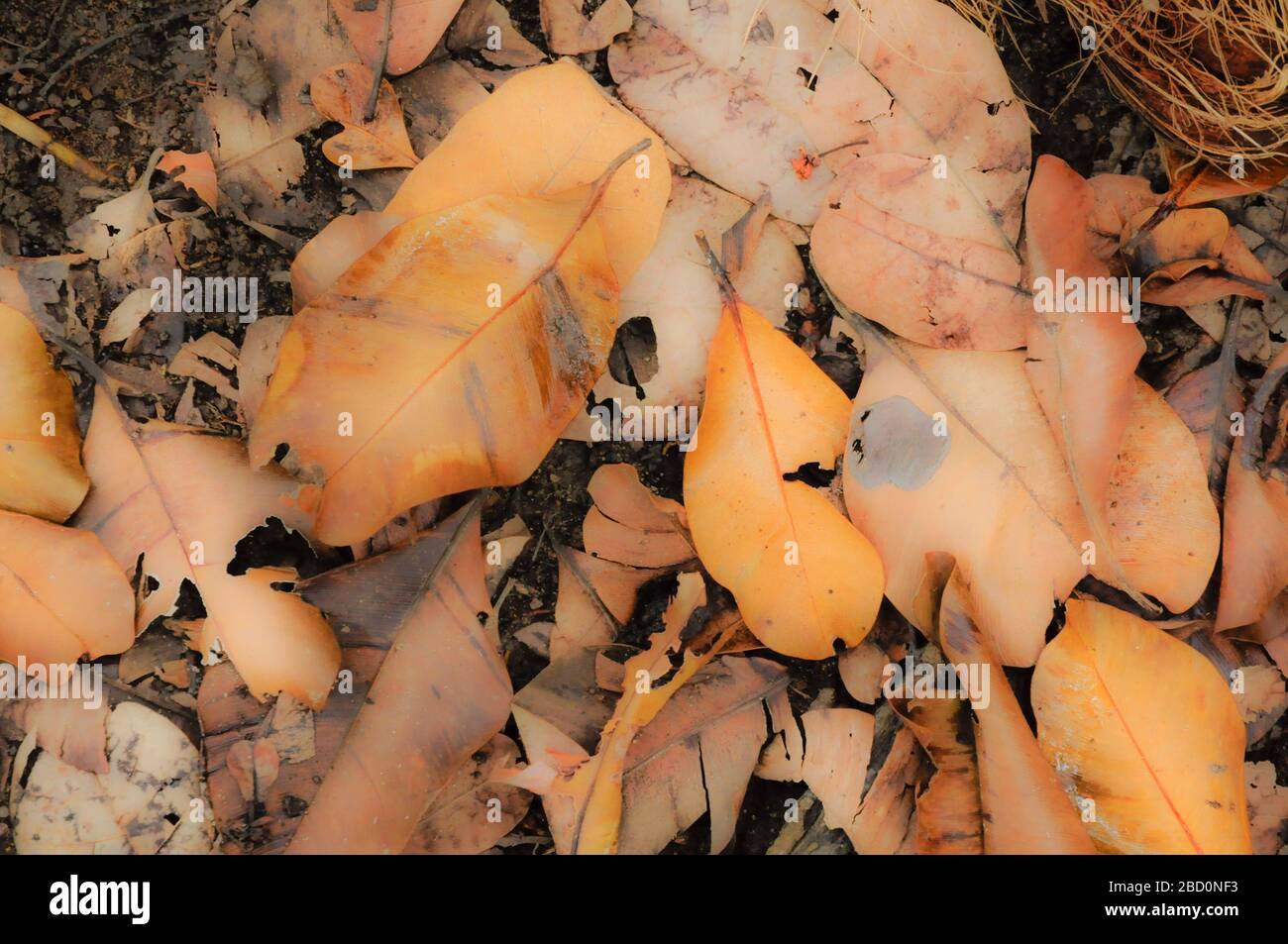 Flou effect on a field of leaves - Background Stock Photo